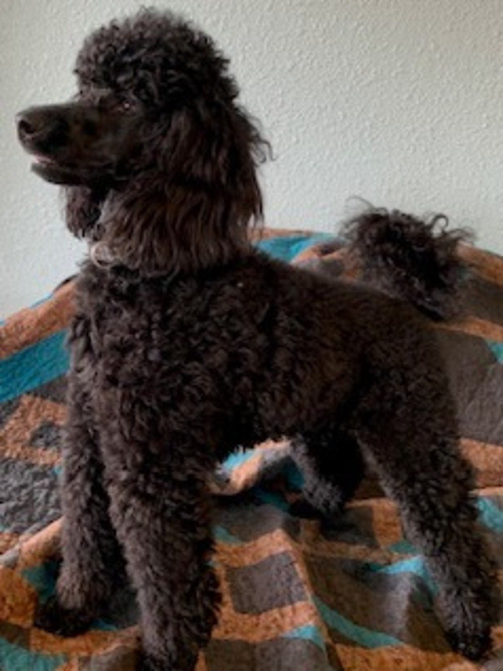 Beautiful black Miniuture poodle on a black teal and brown quilt